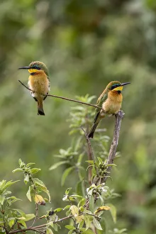Africa, Tanzania. Little bee-eater birds on limb. Credit as Africa, Tanzania. Little bee-eater birds on limb. Credit as