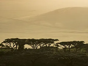 Africa, Tanzania, Ngorongoro Conservation Area. Highlands trees in shade. Credit as Africa, Tanzania, Ngorongoro Conservation Area. Highlands trees in shade. Credit as