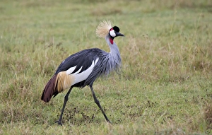 Africa, Tanzania, Ngorongoro Crater, Grey Crowned Crane (Balearica regulorum) Africa, Tanzania, Ngorongoro Crater, Grey Crowned Crane (Balearica regulorum)