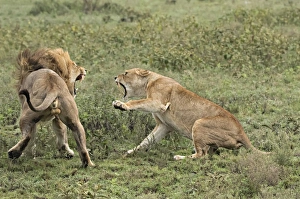 Africa, Tanzania, Serengeti. Lovers quarrel Africa, Tanzania, Serengeti. Lovers quarrel