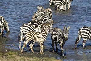 Africa, Tanzania, Serengeti National Park, Ndutu Forest, Common Zebra or Plains Zebra Africa, Tanzania, Serengeti National Park, Ndutu Forest, Common Zebra or Plains Zebra