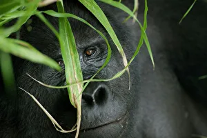 Africa, Uganda, Bwindi Impenetrable National Park, Adult Mountain Gorilla (Gorilla Africa, Uganda, Bwindi Impenetrable National Park, Adult Mountain Gorilla (Gorilla