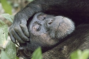 Africa, Uganda, Kibale Forest National Park. Chimpanzee (Pan troglodytes) in forest Africa, Uganda, Kibale Forest National Park. Chimpanzee (Pan troglodytes) in forest