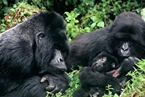 Africa, Zaire, Virungas National Park, Virungas Mountains Africa, Zaire, Virungas National Park, Virungas Mountains