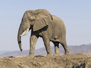 Africa, Zambia. Elephant atop hill. Credit as: Bill Young / Jaynes Gallery / DanitaDelimont Africa, Zambia. Elephant atop hill. Credit as: Bill Young / Jaynes Gallery / DanitaDelimont