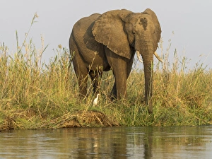 Africa, Zambia. Elephant next to Zambezi River Africa, Zambia. Elephant next to Zambezi River