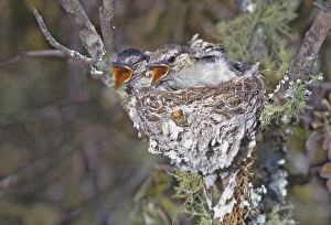 Africa, Zimbabwe. Puff-backed shrike chicks in nest Africa, Zimbabwe. Puff-backed shrike chicks in nest