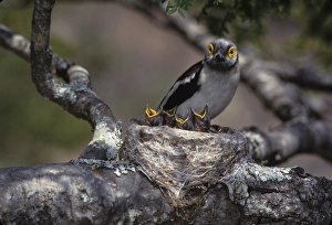 Africa, Zimbabwe. White helmutshrike on nest with chicks Africa, Zimbabwe. White helmutshrike on nest with chicks