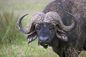 African Buffalo (Syncerus caffer) covered with mud, Nakuru, Kenya African Buffalo (Syncerus caffer) covered with mud, Nakuru, Kenya