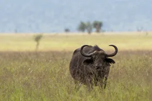 African buffalo (Syncerus caffer), Tsavo, Kenya African buffalo (Syncerus caffer), Tsavo, Kenya