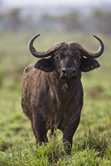 African Buffalo (Synercus caffer) or Cape Buffalo in the Grasslands of Murchison Falls Nationa Park African Buffalo (Synercus caffer) or Cape Buffalo in the Grasslands of Murchison Falls Nationa Park