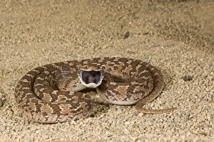African Egg Eating Snake Dasypeltis scabra Native to Africa African Egg Eating Snake Dasypeltis scabra Native to Africa