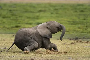 African elephant (Loxodonta Africana), Amboseli National Park, Kenya African elephant (Loxodonta Africana), Amboseli National Park, Kenya