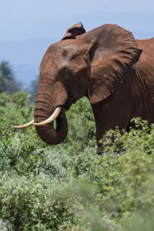 African elephant, Loxodonta africana, Tsavo, Kenya African elephant, Loxodonta africana, Tsavo, Kenya