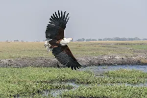 African Fish eagle (Haliaeetus vocifer) in flight over the marshland along the Chobe River African Fish eagle (Haliaeetus vocifer) in flight over the marshland along the Chobe River