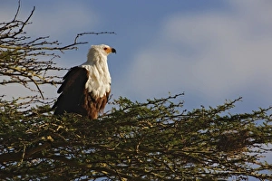 African Fish Eagle, Lake Nakuru National Park, Kenya. Haliaeetus vocifer African Fish Eagle, Lake Nakuru National Park, Kenya. Haliaeetus vocifer