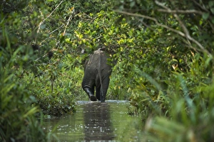 African forest elephant, Lekoli River, Republic of Congo (Congo - Brazzaville), AFRICA African forest elephant, Lekoli River, Republic of Congo (Congo - Brazzaville), AFRICA