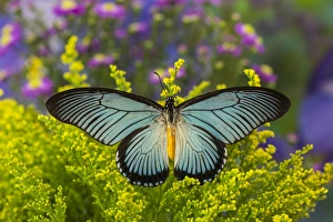 African Giant Blue Swallowtail Butterfly, Papilio zalmoxis African Giant Blue Swallowtail Butterfly, Papilio zalmoxis