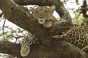 African leopard in tree, Panthera pardus pardus, Serengeti National Park, Tanzania African leopard in tree, Panthera pardus pardus, Serengeti National Park, Tanzania