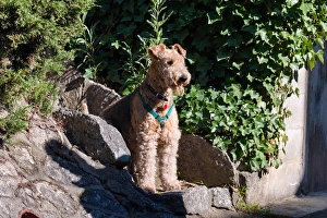 Airedale Sitting on Stone Steps Print