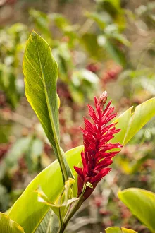 Alajuela Poas Volcano area of Costa Rica. Red ginger plant in flower Alajuela Poas Volcano area of Costa Rica. Red ginger plant in flower