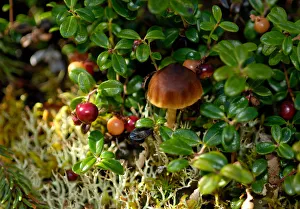 Alaska, Denali National Park, Hidden World, Mushroom, Berries, Lichens Alaska, Denali National Park, Hidden World, Mushroom, Berries, Lichens