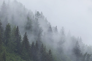 Alaska, Glacier Bay National Park. Fog shrouds trees on steep slopes in the Tongass Alaska, Glacier Bay National Park. Fog shrouds trees on steep slopes in the Tongass