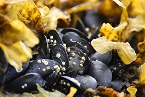 Alaska, Ketchikan, mussels on beach with barnacles Alaska, Ketchikan, mussels on beach with barnacles