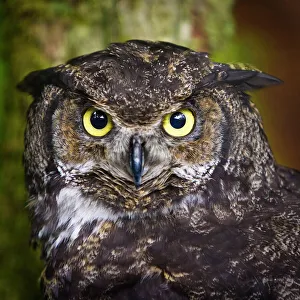 Alaska Raptor Center, Sitka, Alaska. Close-up of a Great Horned Owl Alaska Raptor Center, Sitka, Alaska. Close-up of a Great Horned Owl