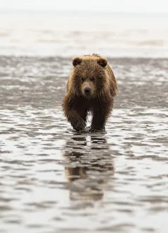 Alaska, USA. Grizzly bear walking through mud Alaska, USA. Grizzly bear walking through mud