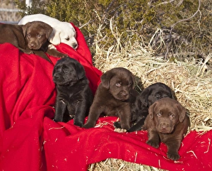All three colors of Labrador Retriever puppies sitting and lying on red fabric drapped All three colors of Labrador Retriever puppies sitting and lying on red fabric drapped