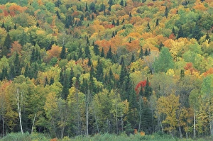 Allagash Village, St. John River, ME. A northern hardwood forest in fall Allagash Village, St. John River, ME. A northern hardwood forest in fall