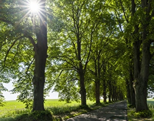 Alley on the island of Usedom. Europe, Germany, Mecklenburg-Western Pomerania, Usedom Alley on the island of Usedom. Europe, Germany, Mecklenburg-Western Pomerania, Usedom