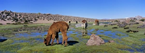 Alpaca (Vicugna pacos) in the Chilean Altiplano, Andes Mountains, South America are Alpaca (Vicugna pacos) in the Chilean Altiplano, Andes Mountains, South America are