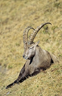 Alpine Ibex (Capra ibex) bull resting on meadow in fall, autumn. Europe, Switzerland Alpine Ibex (Capra ibex) bull resting on meadow in fall, autumn. Europe, Switzerland