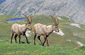 Alpine Ibex (Capra ibex) two bulls in spring. The long winter in the high mountains etiolated Alpine Ibex (Capra ibex) two bulls in spring. The long winter in the high mountains etiolated