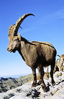 Alpine Ibex (Capra ibex) in fall, autumn, portrait of bull. Europe, Switzerland Alpine Ibex (Capra ibex) in fall, autumn, portrait of bull. Europe, Switzerland