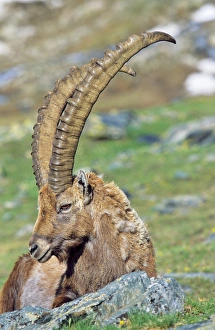 Alpine Ibex (Capra ibex) portrait of a bull in spring Alpine Ibex (Capra ibex) portrait of a bull in spring