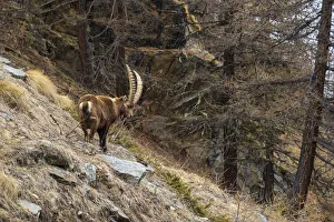 Alpine ibex (capra ibex), Valsavarenche, Gran Paradiso National Park, Aosta Valley, Italy Alpine ibex (capra ibex), Valsavarenche, Gran Paradiso National Park, Aosta Valley, Italy