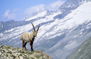 Alpine Ibex (Capra ibex) young bull in spring. The long winter in the high mountains etiolated Alpine Ibex (Capra ibex) young bull in spring. The long winter in the high mountains etiolated