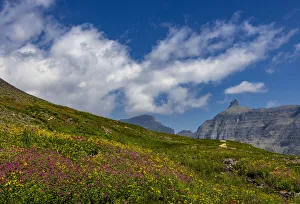 Alpine meadow filled with wildflowers with Bishops Cap in background in Glacier National Park, Montana, USA Alpine meadow filled with wildflowers with Bishops Cap in background in Glacier National Park, Montana, USA