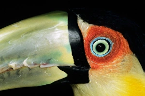 Amazon, Brazil. Close-up of the eye and upper beak of a red-breasted toucan (Ramphastos Amazon, Brazil. Close-up of the eye and upper beak of a red-breasted toucan (Ramphastos