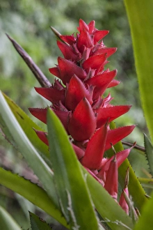 Prints of Found throughout the amazon Rainforest is the red bromeliad Images Dated 2014 September: Red Bromeliad Print