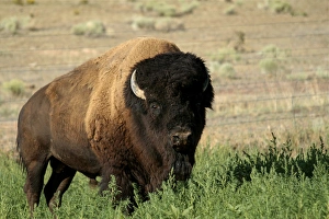 American bison, Santa Fe, New Mexico, United States (PR) American bison, Santa Fe, New Mexico, United States (PR)