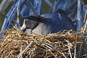 American Coor (Fulica americana) hen (female) nesting British Columbia, Canada American Coor (Fulica americana) hen (female) nesting British Columbia, Canada