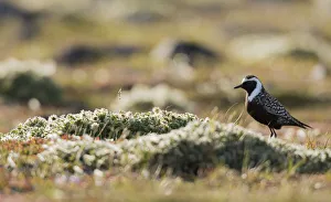 American golden plover silhouette on the Arctic tundra American golden plover silhouette on the Arctic tundra