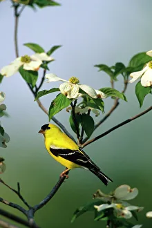 American Goldfinch (Carduelis tristis) male in Dogwood Tree (Cornus florida), Marion Co American Goldfinch (Carduelis tristis) male in Dogwood Tree (Cornus florida), Marion Co