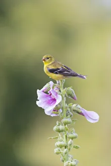 American goldfinch female on hollyhock, Marion County, Illinois American goldfinch female on hollyhock, Marion County, Illinois
