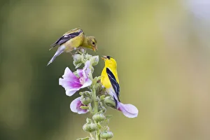 American goldfinch male and female on hollyhock, Marion County, Illinois American goldfinch male and female on hollyhock, Marion County, Illinois