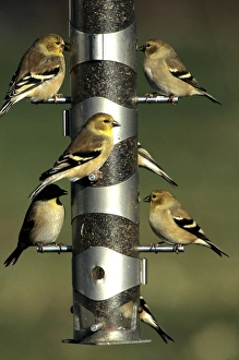 American Goldfinches (Cardeulis tristis) at nyjer/thistle tube feeder, Marion Co. IL American Goldfinches (Cardeulis tristis) at nyjer/thistle tube feeder, Marion Co. IL